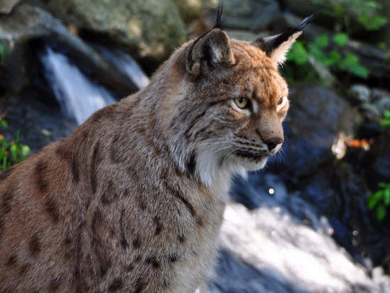 Lince Italiana - Lynx Lynx Alpina